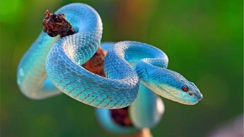 mơ thấy rắn đánh đề con gì